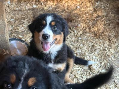 4 beautiful 😍 purebred female Bernese Mountain Dog 🐶 puppies in Cork