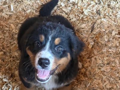 4 beautiful 😍 purebred female Bernese Mountain Dog 🐶 puppies in Cork
