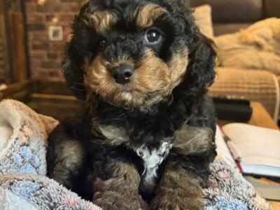 Unique Cavapoochon F1b puppies in Limerick  €1300-€1500