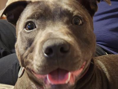 Blue Staffordshire Bull Terrier for stud in Wexford