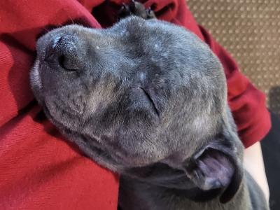 Blue Staffordshire Bull Terrier for stud in Wexford