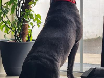 Blue Staffordshire Bull Terrier for stud in Wexford