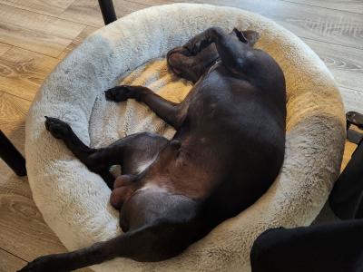 Blue Staffordshire Bull Terrier for stud in Wexford