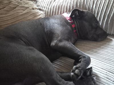 Blue Staffordshire Bull Terrier for stud in Wexford