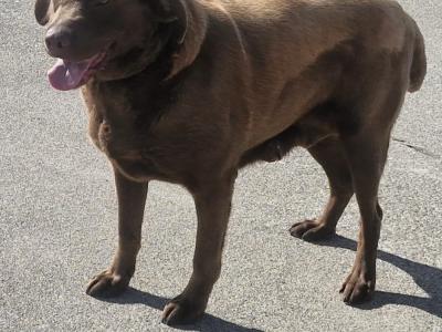 Chocolate Labrador female