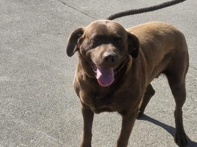 Chocolate Labrador female