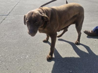 Chocolate Labrador female
