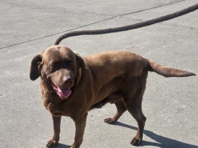 Chocolate Labrador female