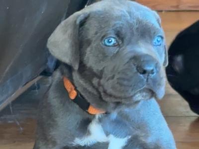IKC Registered (pending) Purebred Cane Corso puppies for sale in Cork