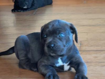 IKC Registered (pending) Purebred Cane Corso puppies for sale in Cork