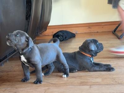 IKC Registered (pending) Purebred Cane Corso puppies for sale in Cork