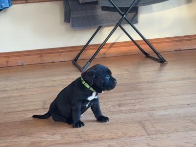IKC Registered (pending) Purebred Cane Corso puppies for sale in Cork