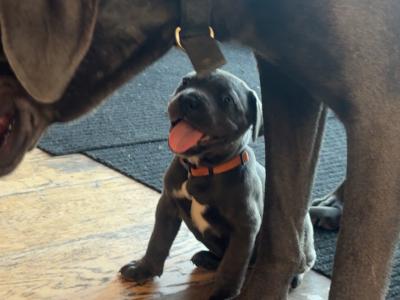 IKC Registered (pending) Purebred Cane Corso puppies for sale in Cork