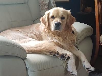 Teddy is a male Golden Retriever 2 years old in Roscommon