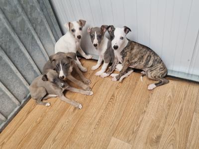 Five beautiful Whippet puppies for sale in Wexford