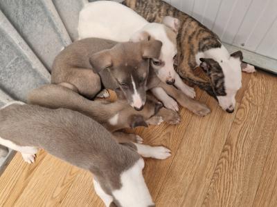 Five beautiful Whippet puppies for sale in Wexford