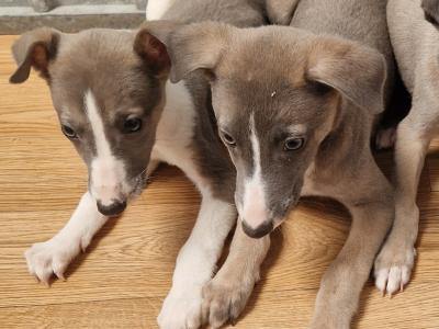 Five beautiful Whippet puppies for sale in Wexford