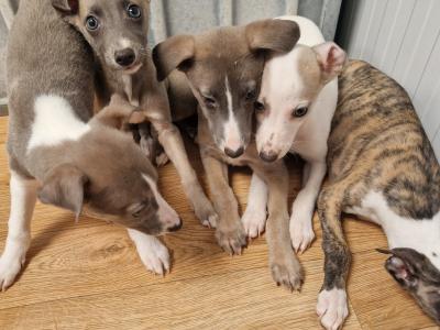 Five beautiful Whippet puppies for sale in Wexford