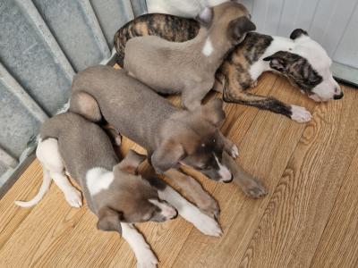 Five beautiful Whippet puppies for sale in Wexford