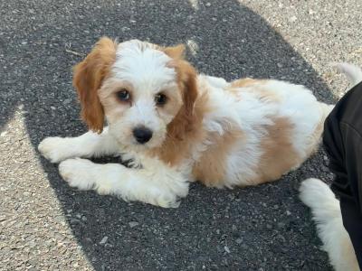 Stunning Cavapoo puppies in Wexford