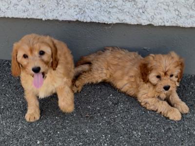Stunning Cavapoo puppies in Wexford