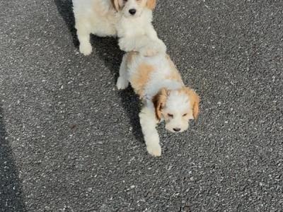 Stunning Cavapoo puppies in Wexford