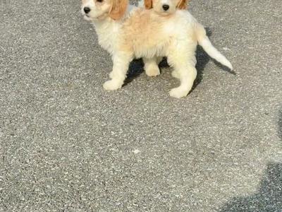 Stunning Cavapoo puppies in Wexford