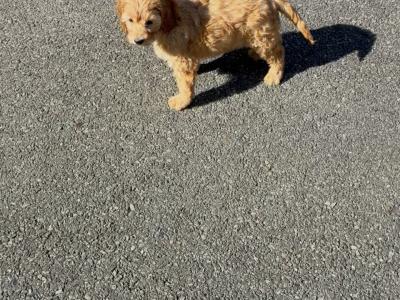 Stunning Cavapoo puppies in Wexford