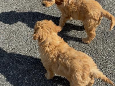 Stunning Cavapoo puppies in Wexford
