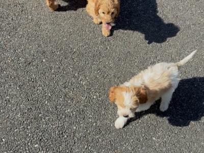 Stunning Cavapoo puppies in Wexford