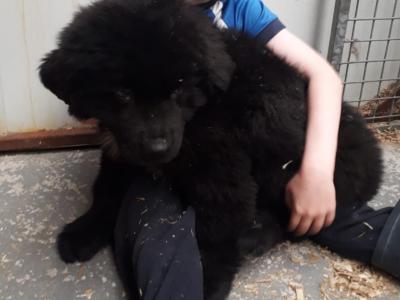 Newfoundland puppies in Kilkenny