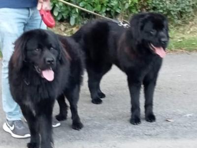 Newfoundland puppies in Kilkenny