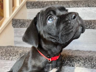 Cane Corso puppies for sale in Louth