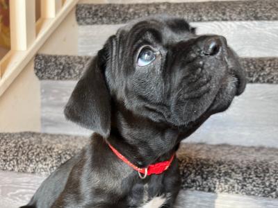 Cane Corso puppies for sale in Louth