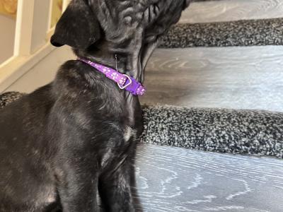 Cane Corso puppies for sale in Louth