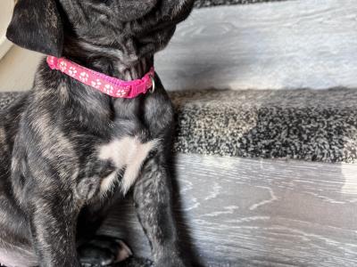 Cane Corso puppies for sale in Louth