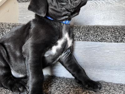 Cane Corso puppies for sale in Louth