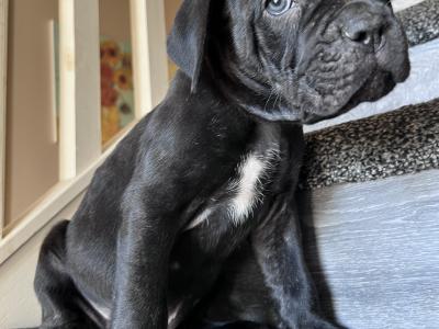 Cane Corso puppies for sale in Louth