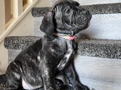 Cane Corso puppies for sale in Louth
