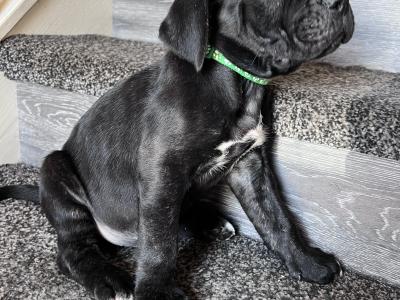 Cane Corso puppies for sale in Louth