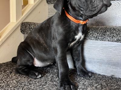 Cane Corso puppies for sale in Louth