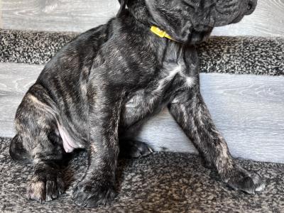 Cane Corso puppies for sale in Louth