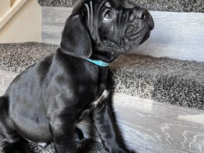 Cane Corso puppies for sale in Louth