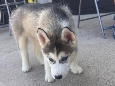 Siberian Husky puppies in Tyrone