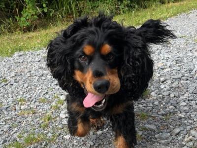 Teddy a Beautiful Cocker Spaniel is now available for stud