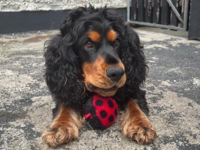 Teddy a Beautiful Cocker Spaniel is now available for stud
