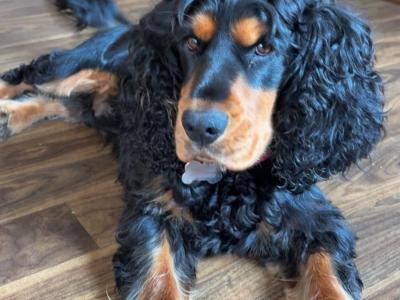 Teddy a Beautiful Cocker Spaniel is now available for stud