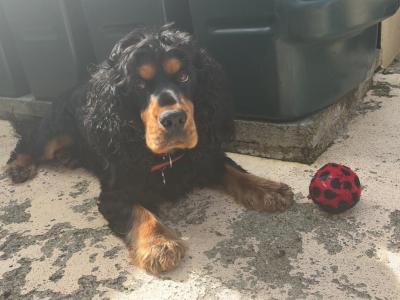 Teddy a Beautiful Cocker Spaniel is now available for stud