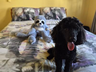 🐩 Stunning KC Registered Black Toy Poodle available for Stud 🐩