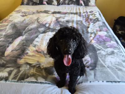 🐩 Stunning KC Registered Black Toy Poodle available for Stud 🐩